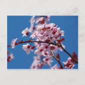 Almond Blossom Briefkaart (Voorkant)