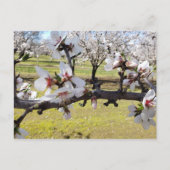 Almond Blossom Briefkaart (Voorkant)