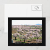 Almond blossom briefkaart - Chirivel, Spanje (Voorkant / Achterkant)