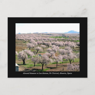 Almond blossom briefkaart - Chirivel, Spanje