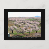 Almond blossom briefkaart - Chirivel, Spanje (Voorkant)
