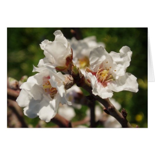 Almond Blossom Card (Voorkant Horizontaal)