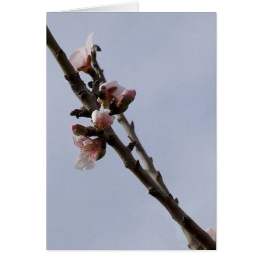 Almond Blossom Card (Voorkant)