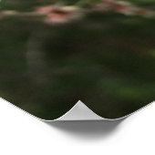 Almond Blossom Spring Flower Poster (Hoek)