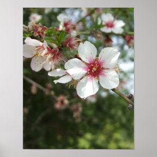 Almond Blossom Spring Flower Poster