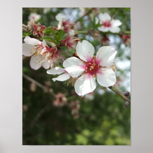 Almond Blossom Spring Flower Poster (Voorkant)