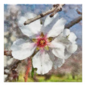 Almond Blossom Study Waterverf Painting Perfect Poster (Voorkant)