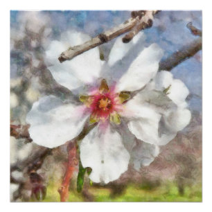 Almond Blossom Study Waterverf Painting Perfect Poster