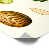 Almond Blossoms German Botanical Poster (Hoek)