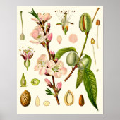 Almond Blossoms German Botanical Poster (Voorkant)