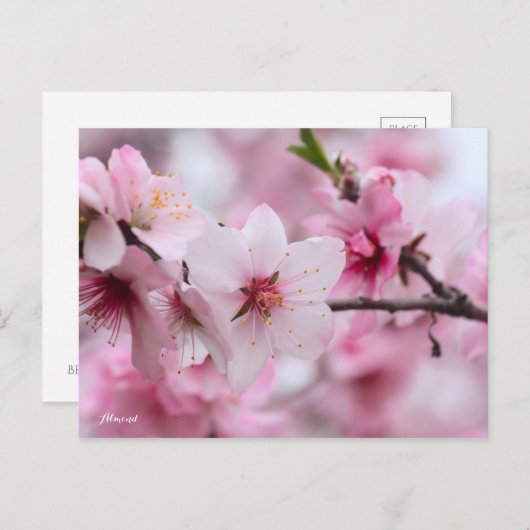 Almond [Postcard] Briefkaart (Voorkant / Achterkant)