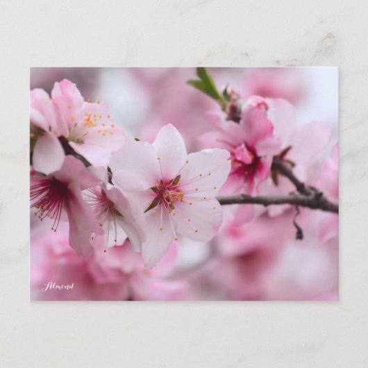 Almond [Postcard] Briefkaart (Voorkant)