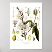 Almond Poster (Voorkant)