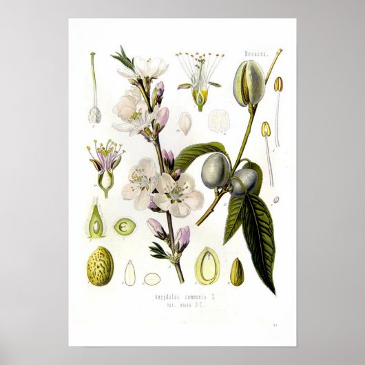 Almond Poster (Voorkant)