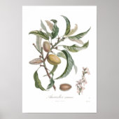 Almond Poster (Voorkant)