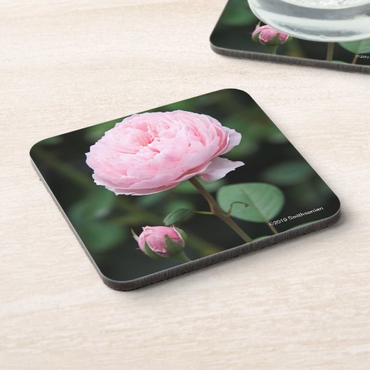 Alnwick Castle Roos Bier Onderzetter (Linkerzijde)