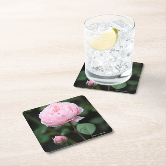 Alnwick Castle Roos Kartonnen Onderzetters (Insitu)