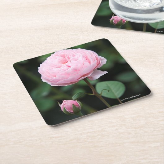 Alnwick Castle Roos Kartonnen Onderzetters (Schuin)