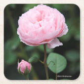 Alnwick Castle Roos Kartonnen Onderzetters (Voorkant)