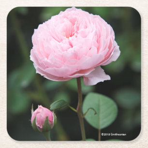 Alnwick Castle Roos Kartonnen Onderzetters