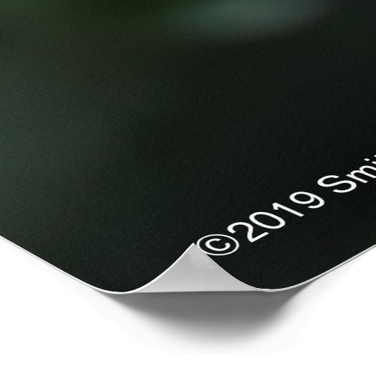 Alnwick Castle Roos Poster (Hoek)