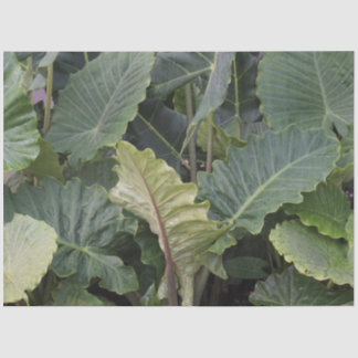Alocasia-bladeren Tissuepapier