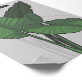 Alocasia Macrorrhizos Giant Taro plant Poster (Hoek)