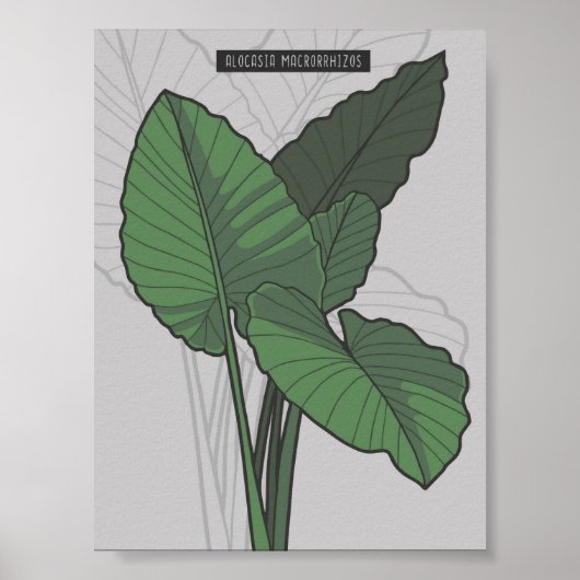 Alocasia Macrorrhizos Giant Taro plant Poster (Voorkant)