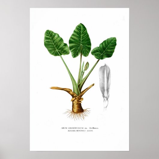 Alocasia montana poster (Voorkant)