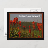 Aloe arborescens Briefkaart (Voorkant / Achterkant)