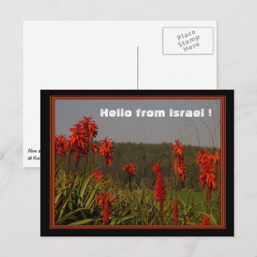 Aloe arborescens Briefkaart (Voorkant / Achterkant)