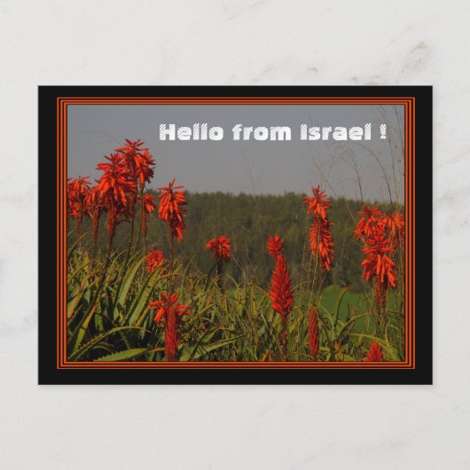 Aloe arborescens Briefkaart (Voorkant)