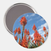 Aloe Arborescens magnet (Voorkant / Achterkant)