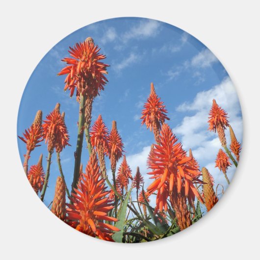 Aloe Arborescens magnet (Voorkant)