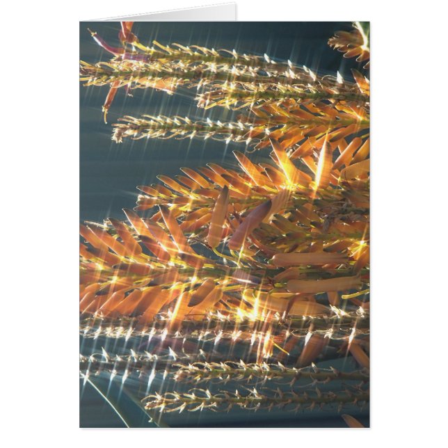 Aloe bloei (Voorkant)