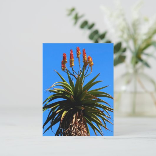 Aloe Blooming Briefkaart (Staand voorkant)