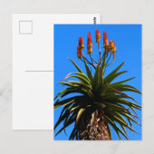 Aloe Blooming Briefkaart (Voorkant / Achterkant)