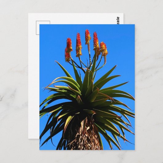 Aloe Blooming Briefkaart (Voorkant / Achterkant)