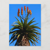 Aloe Blooming Briefkaart (Voorkant)