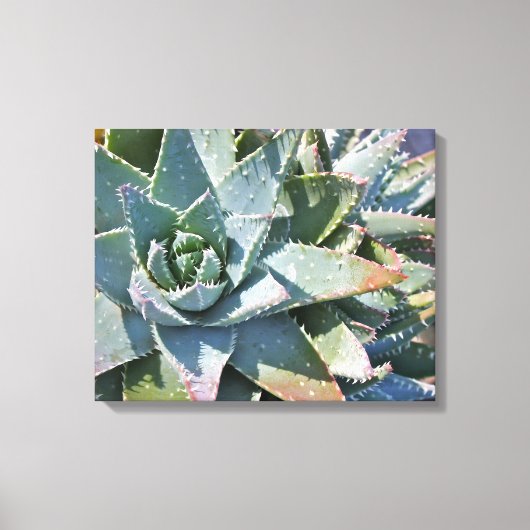 Aloë brevifolia door Debra Lee Baldwin Canvas Afdruk (Voorkant)
