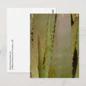 Aloë close-up Briefkaart (Voorkant / Achterkant)