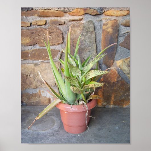 Aloe Combo Poster (Voorkant)