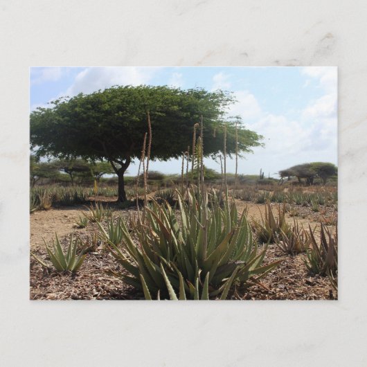 Aloe-fabriek aruba briefkaart (Voorkant)