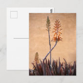 Aloe Flowers Oranje muur Briefkaart (Voorkant / Achterkant)
