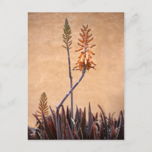 Aloe Flowers Oranje muur Briefkaart