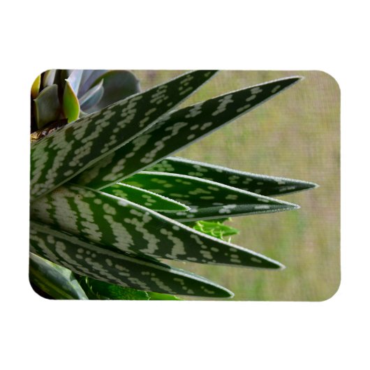 Aloë "Gator" Variegata Succulent Magneet (Horizontaal)