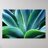 Aloe Leaves Poster (Voorkant)