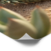 Aloe Lizard Desert Sun Poster (Hoek)