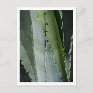Aloe - Macro Fijne Kunst Fotografie Briefkaart