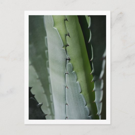 Aloe - Macro Fijne Kunst Fotografie Briefkaart (Voorkant)